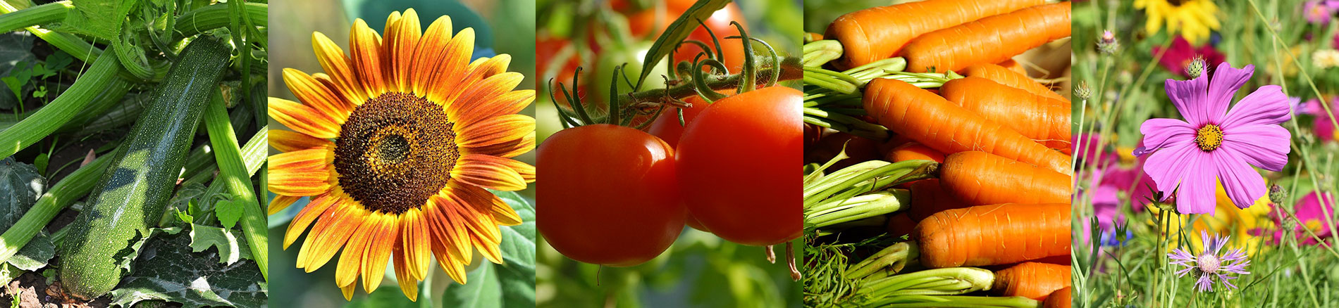 Vegetables and flowers