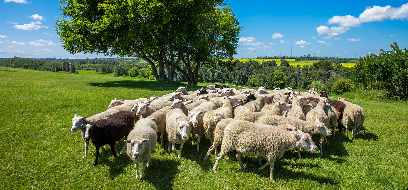 Sheep