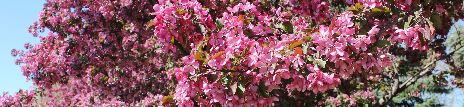Trees blooming in the spring